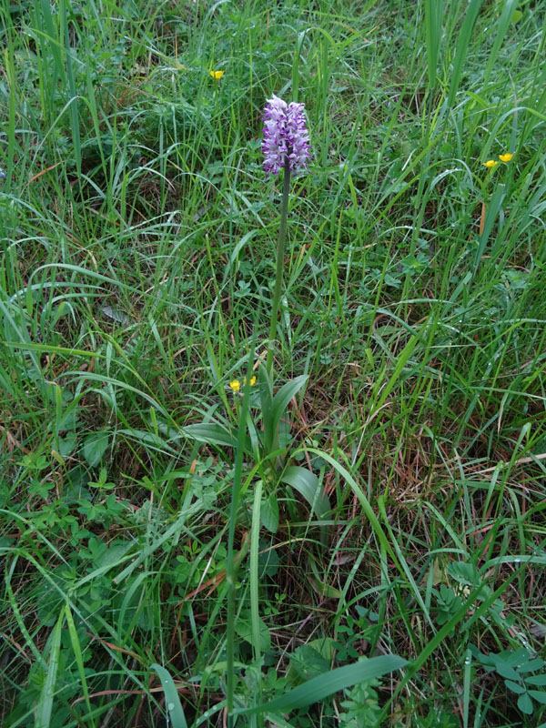 Orchis simia